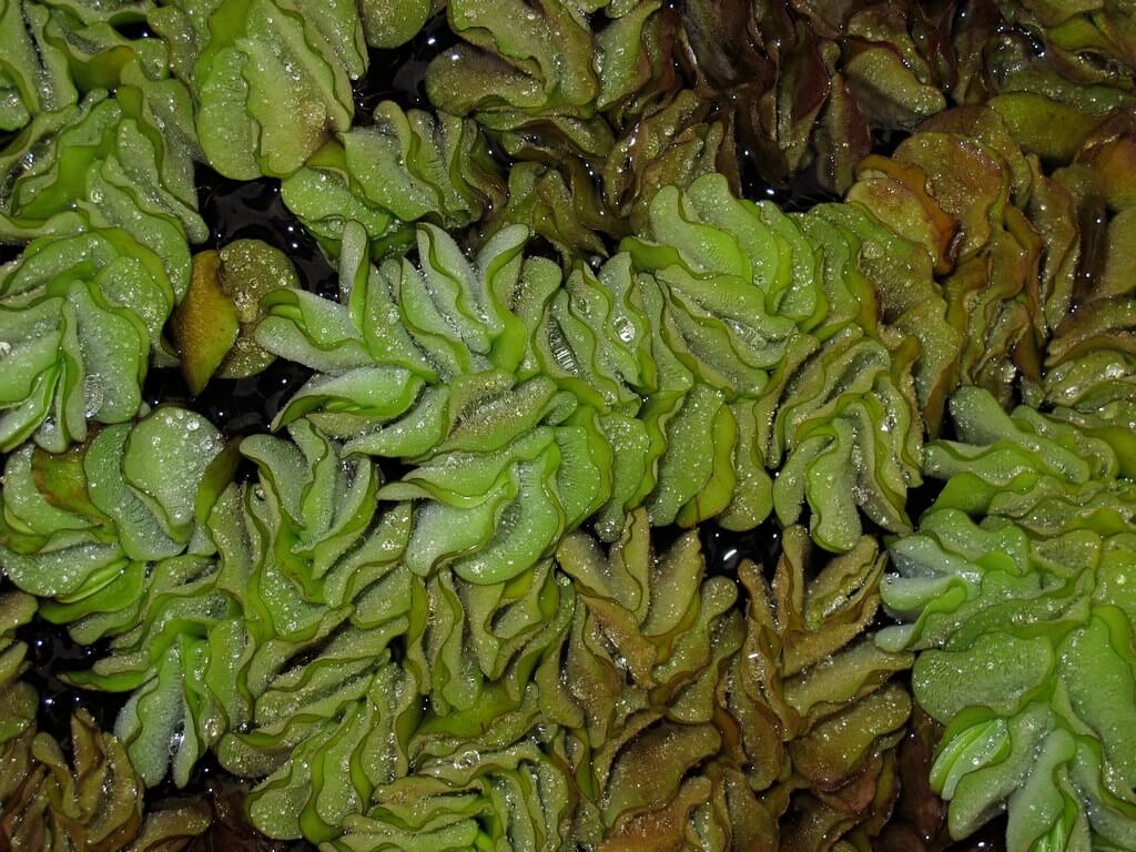 Salvinia, Giant Salvinia, Aquarium Watermoss, Kariba Weed