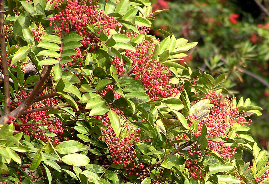 Broad-leaved Pepper Tree, Carnival Peppercorn, Hawaiian Holly, Brazilian Pepper Tree, Broad-leaf Pepper Tree