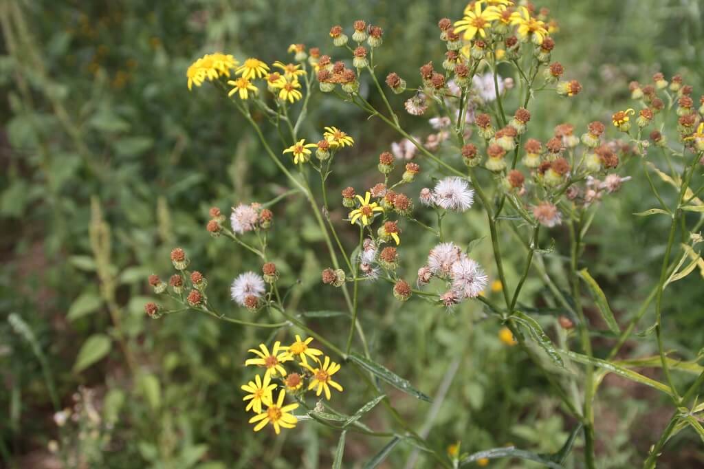 African Daisy, Rough Senecio, Winged Groundsel
