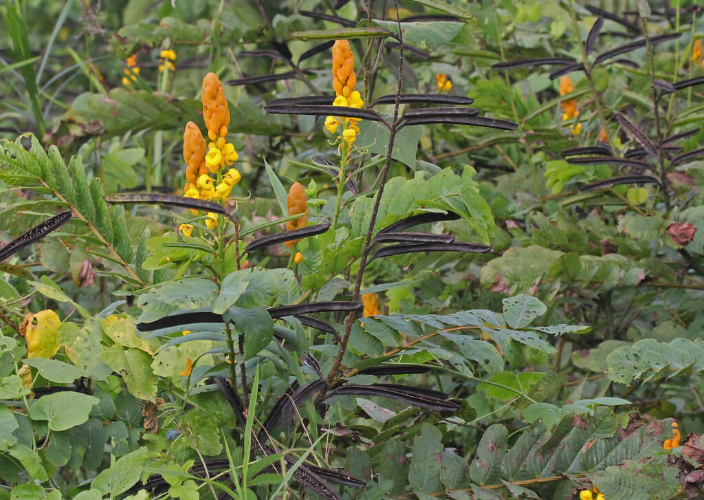 Ringworm Scrub, Candle Bush, Candelabra Plant, Candelabra Bush, Candlestick Senna, Emperor’s Candlesticks, Empress, Golden Candelabra Tree, Ringworm Bush, Ringworm Senna, Roman Candle Tree, Seven Golden Candles, Christmas Candle, Yellowtop Weed, Alcapulco