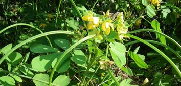 Java Bean, Sicklepod, Foetid Senna, Sicklepod Senna, Sickle Senna, Chinese Senna, Coffee Weed, Habucha, Arsenic Weed, Foetid Cassia, Wild Senna, Stinking Cassia, Peanut Weed, Low Senna