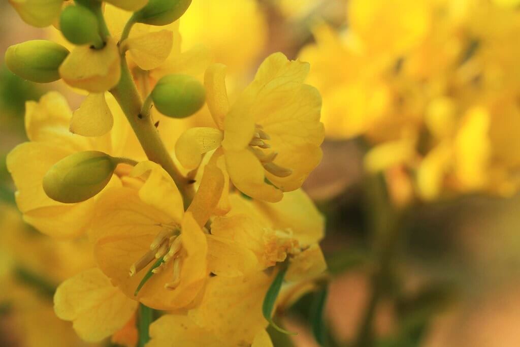 Cassia, Easter Cassia, Senna, Winter Senna