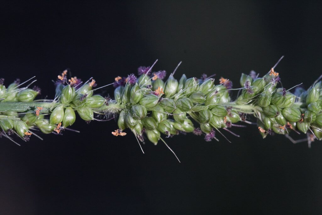 Whorled Pigeon Grass, Bristle Pigeon Grass, Burr Bristle Grass, Rough Bristle Grass, Sticky Grass, Bristly Foxtail
