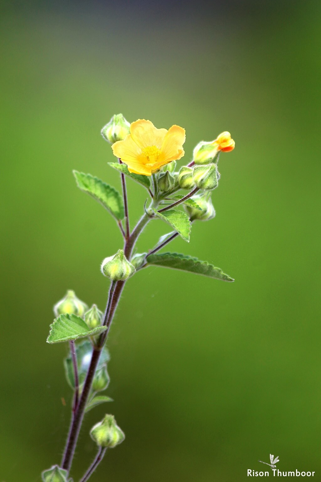 Flannel Weed, Sida, Flannel Sida, Heartleaf Sida