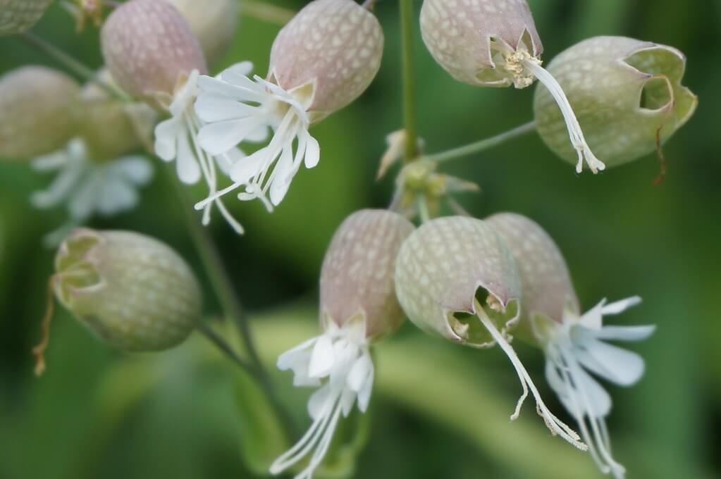 Bladder Campion, Blue Root, Rattlebox