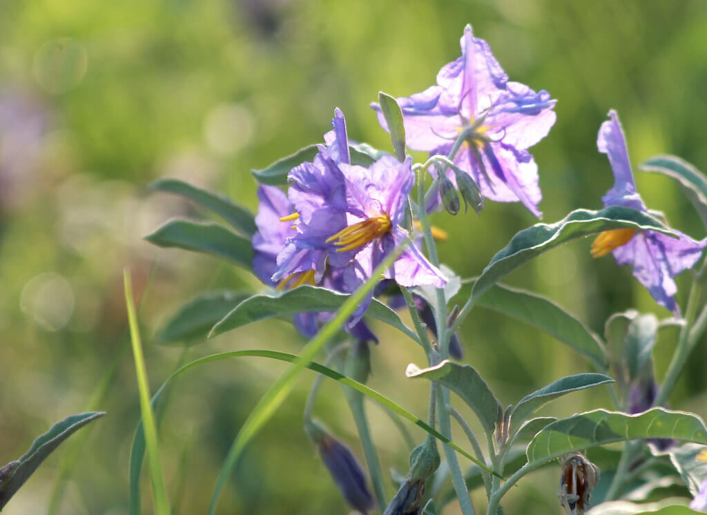 Silver Nightshade, Silver-leaved Nightshade, White Horse Nettle, Silver-leaf Nightshade, Tomato Weed, White Nightshade, Bull-nettle, Prairie-berry, Satansbos, Silver-leaf Bitter-apple, Silverleaf-nettle, Trompillo