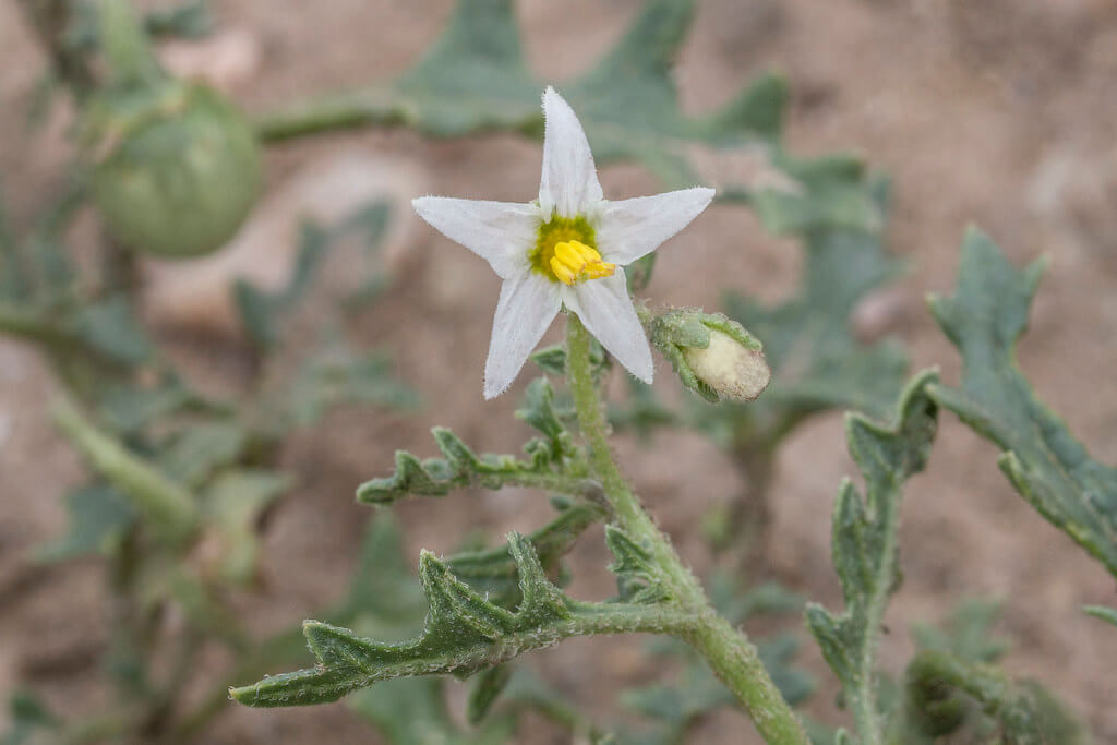 Three-flowered Nightshade, Cutleaf Nightshade