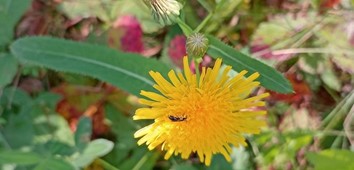 Perennial Sow-thistle, Perennial Sowthistle, Corn Sow-thistle Corn Sowthistle, Field Sow-thistle, Field Milk-thistle, Creeping Sow-thistle, Dindle, Gutweed, Swine Thistle