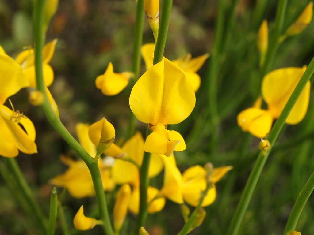 Spanish Broom, Weaver’s Broom