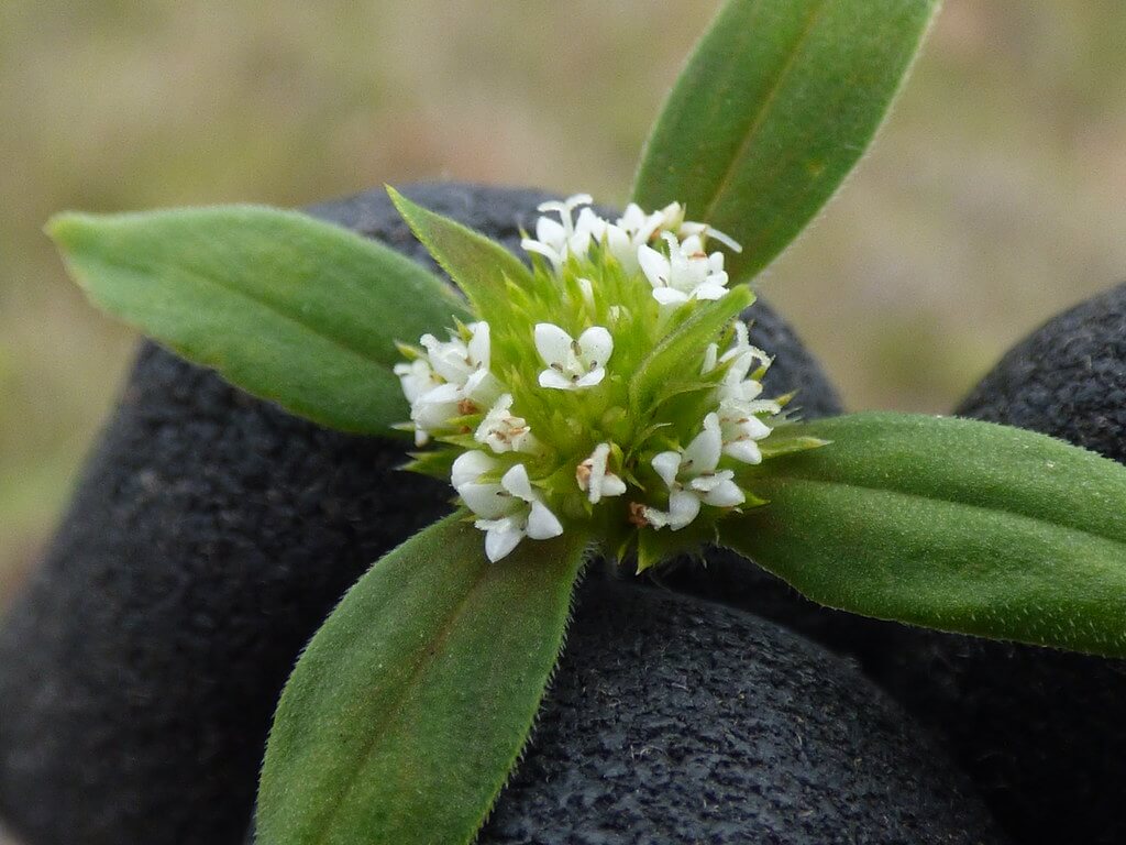 Pacific False Buttonweed