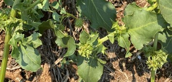 Spiny Emex, Doublegee, Double Gee, Double-gee, Three Corner Jack, Three-cornered Jack, Goat’s Head Burr, Goathead, Jackie, Prickly Jack, Cape Spinach, Devil’s Face, Devil’s Thorn, Bullhead, Bull Head, Cat’s Head