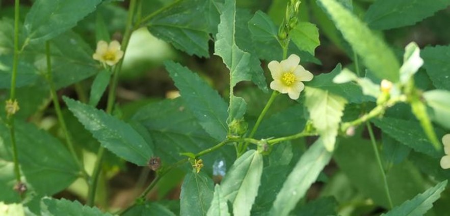 Spinyhead Sida, Spiny-head Sida, Spiny-headed Sida, Sida
