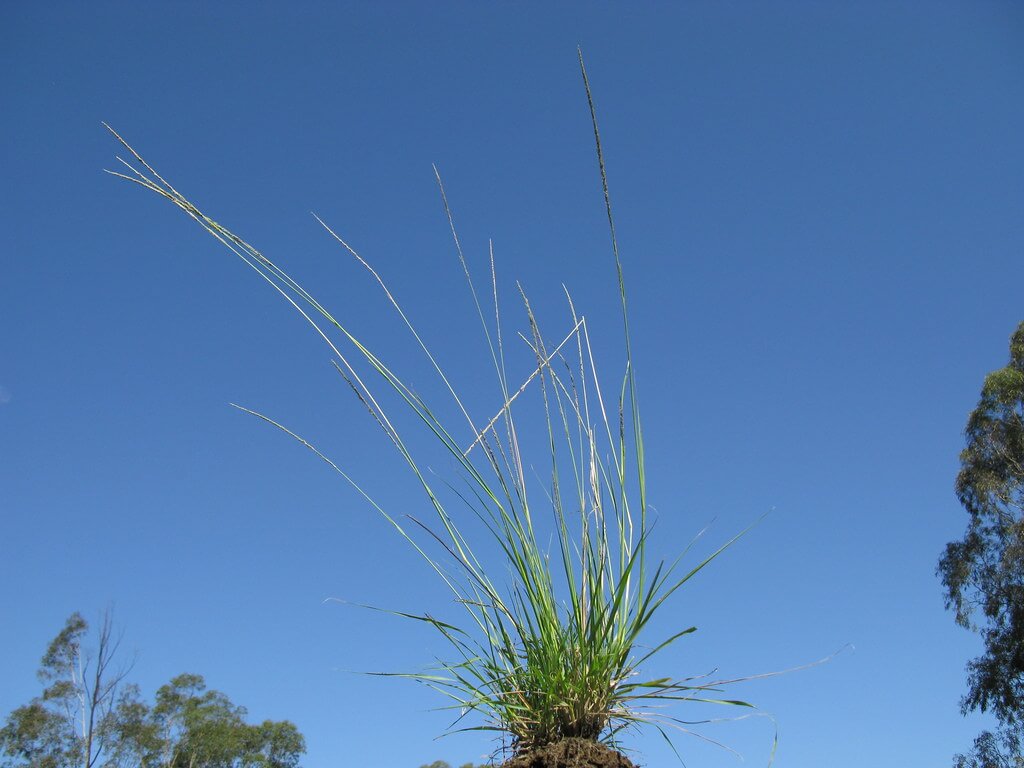 Parramatta Grass, Rat’s Tail, Tufty Grass, African Dropseed Grass, Indian Rat’s Tail Grass, Tussock Grass