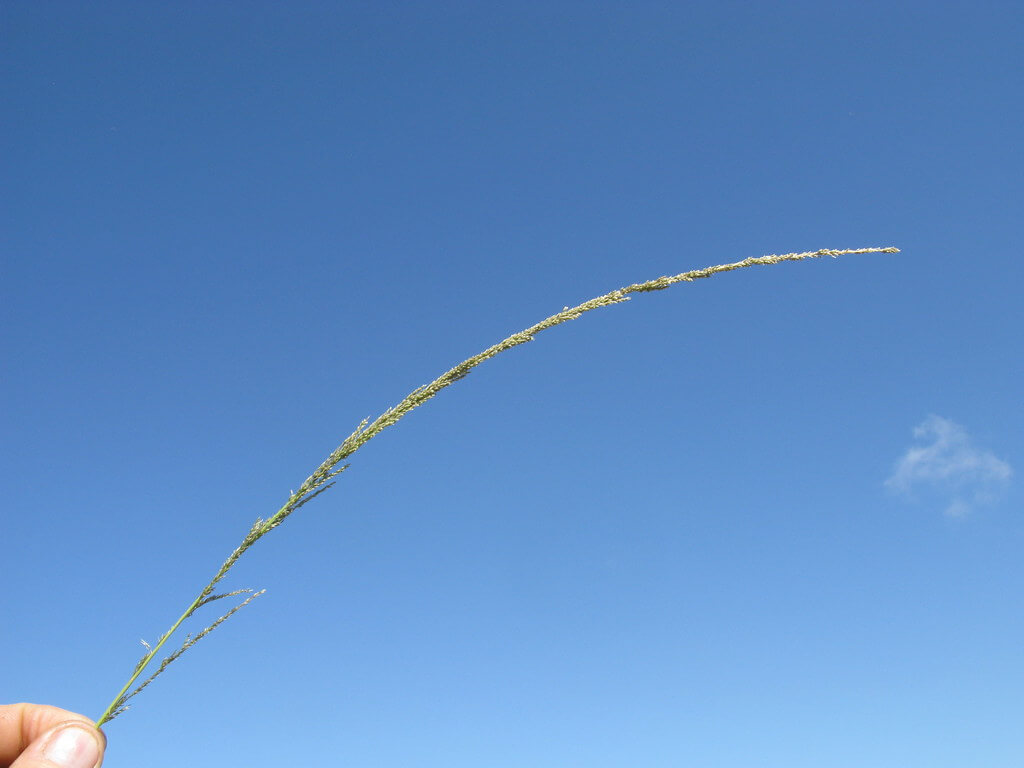 Rat-tail Grass, Giant Parramatta Grass, Smutgrass, Australian Smutgrass, Bloomsbury Grass