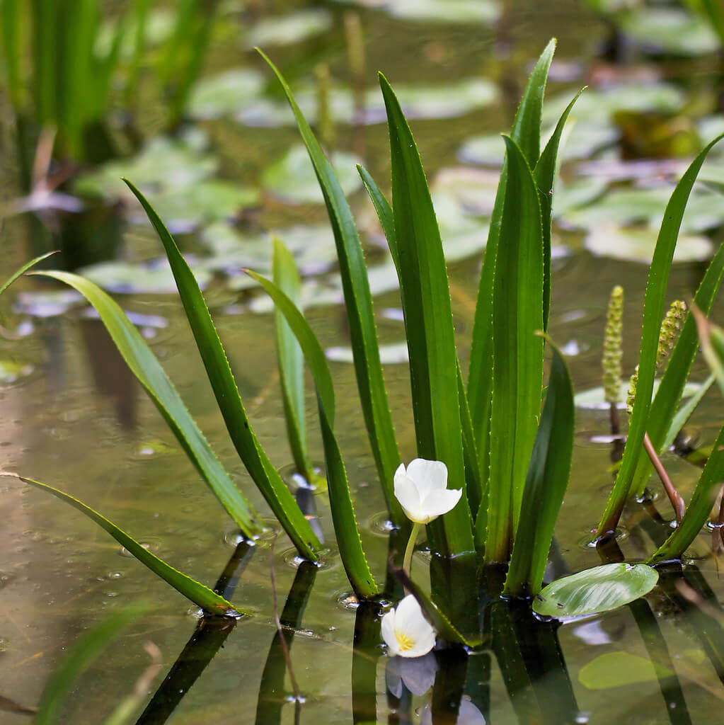 Water Soldier, Water Soldiers, Crabs Claw, Water Aloe