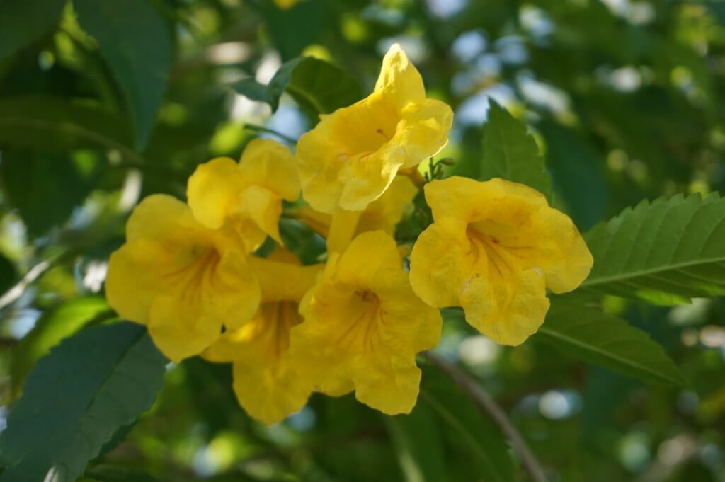 Yellow Trumpet Bush, Tecoma, Yellow Bells, Golden Bells, Trumpet Bush, Yellow Tecoma, Yellow Bignonia, Yellow Elder, Ginger-Thomas