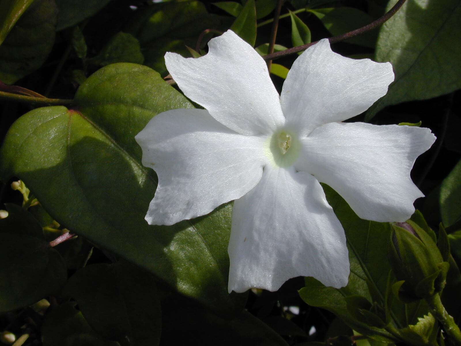 Fragrant Thunbergia, Sweet Clockvine, White Clockvine, White Lady, White Thunbergia