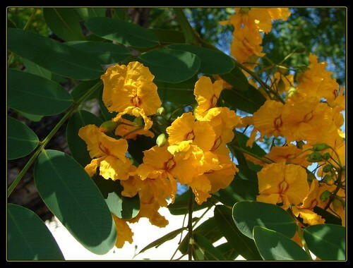 Tipu Tree, Rosewood, Tipuana Tree, Pride Of Bolivia, Racehorse Tree