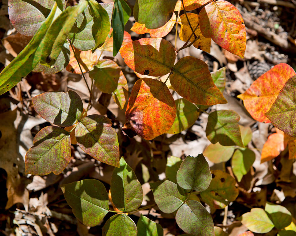 Poison Ivy, Poison Oak, Climbing Poison Ivy