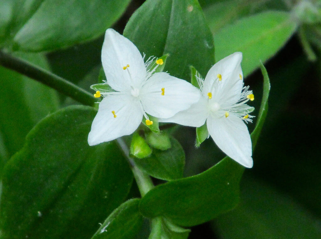 Wandering Jew, Wandering Trad, Trad, Creeping Christian, Wandering Tradescantia, Water Spiderwort, Wandering Willie, Wandering Creeper