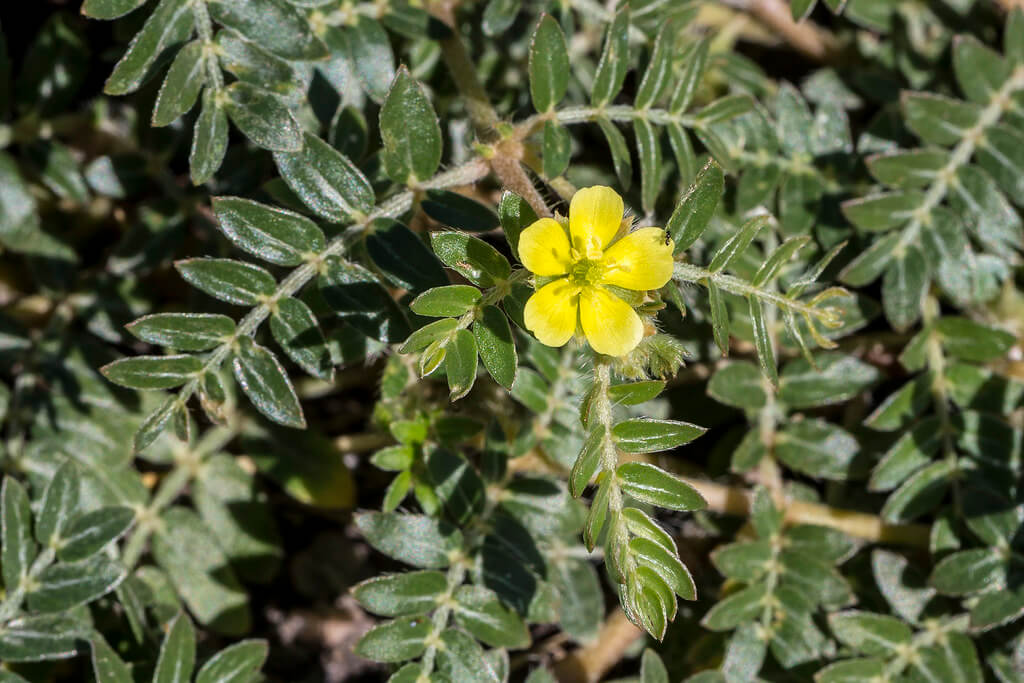 Punture Vine, Caltrop, Bendy-eye, Bindii, Bull’s Head, Catshead, Double Gee, Yellow Vine, Jamaican Feverplant
