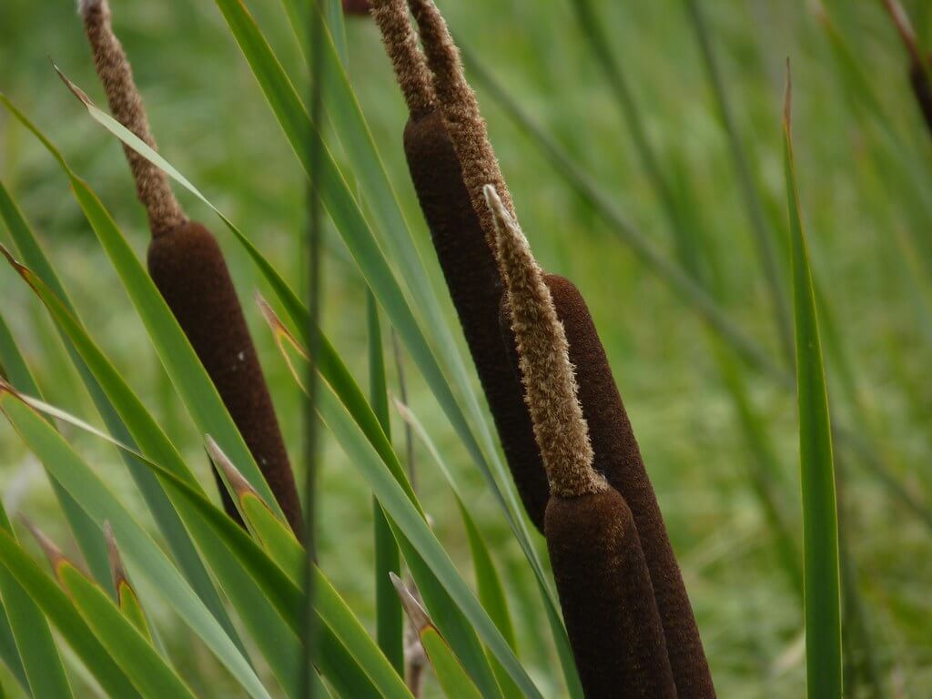 Cumbungis, Cumbungi, Bulrush, Cattail, Common Cat’s Tail, Miranda, Maranda, Reedmace, Giant Reedmace, Wonga, Yanget