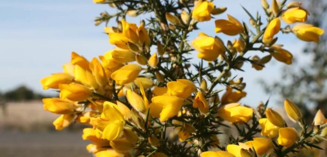 Ulex europaeus (Gorse) by Arthur Chapman is licensed under CC BY-NC-SA-2.0
