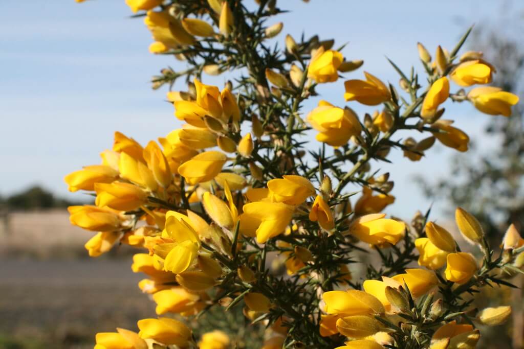 Gorse, Furze