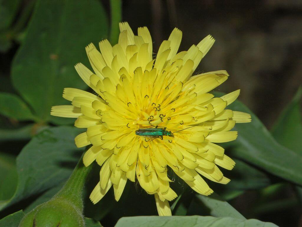 Mediterranean Daisy, Sheep’s Beard, Golden Fleece