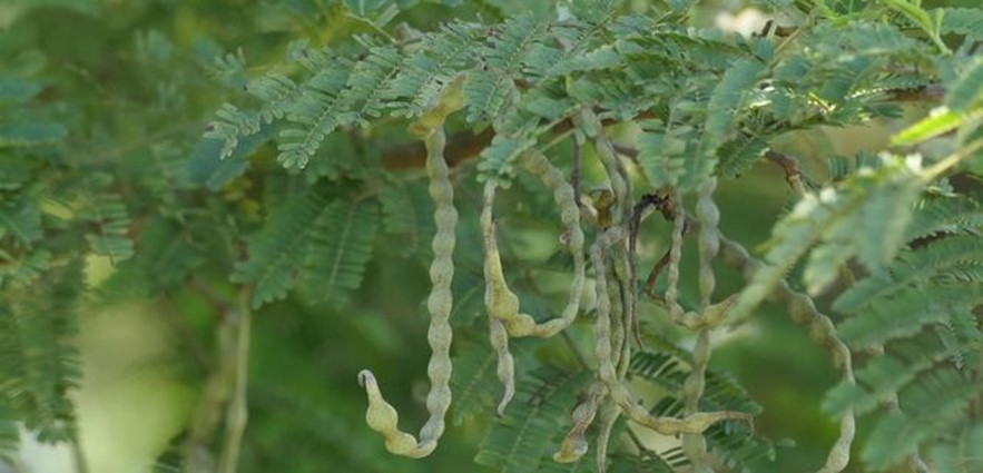 Prickly Acacia, Blackthorn, Prickly Mimosa, Black Piquant, Babul