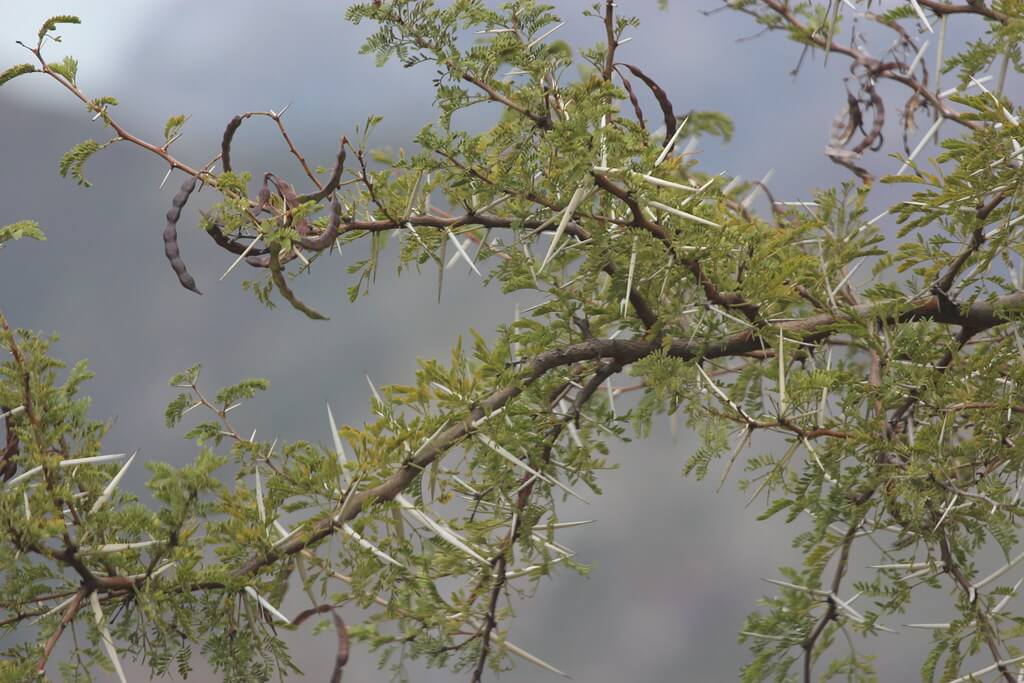 Karroo Thorn, Karoo Thorn, Sweet Thorn, Mimosa Thorn, Cape Thorn Tree, Cape Gum, Gum Arabic Tree, Sour Thorn, White Thorn, Umbrella Thorn