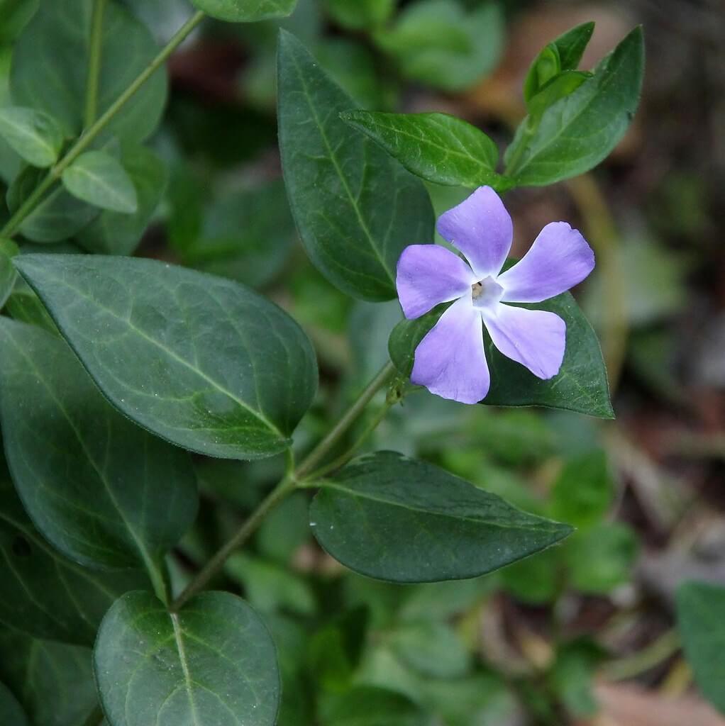 Blue Periwinkle, Periwinkle, Vinca, Sorcerer’s Violet, Big Leaf Periwinkle, Greater Periwinkle, Blue Buttons