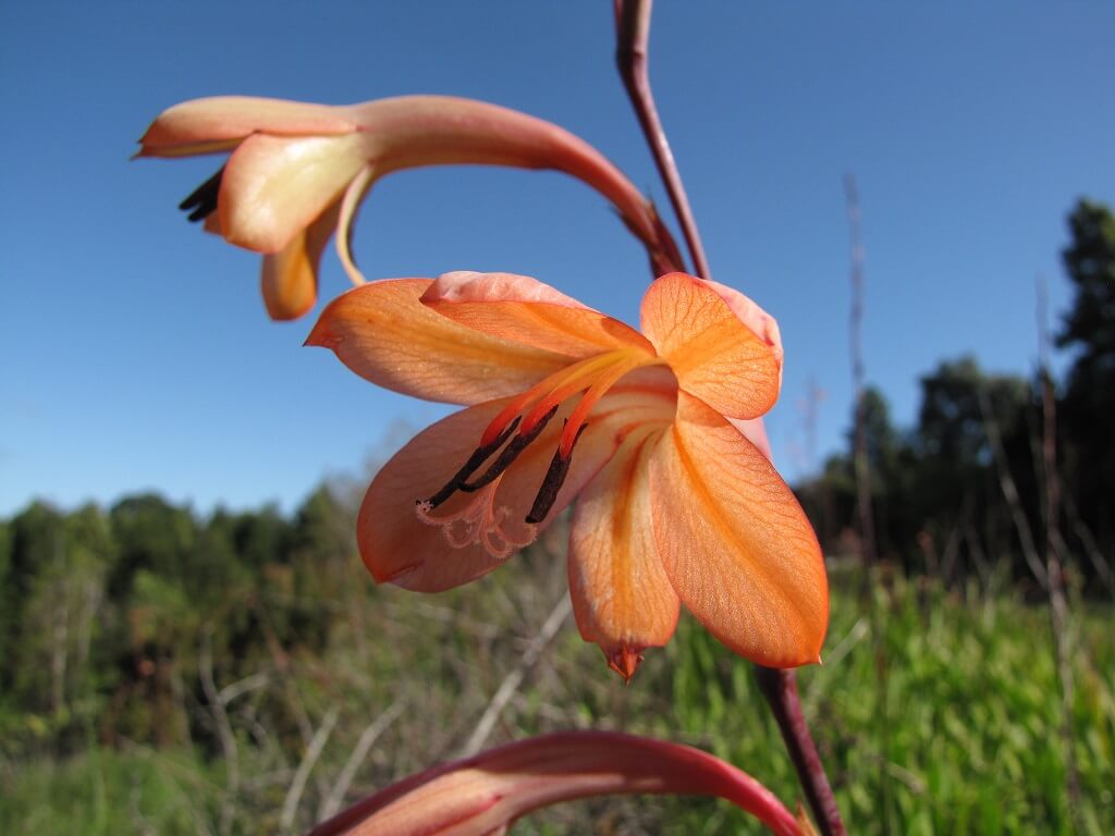 Bulbil Watsonia, Bugle Lily, Merian’s Buglelil, Watsonia, Wild Watsonia
