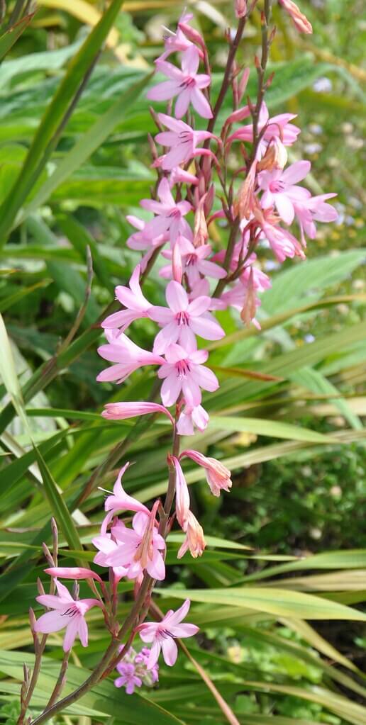 Watsonia, Bulbil Watsonia, Wild Watsonia, Bugle Lily