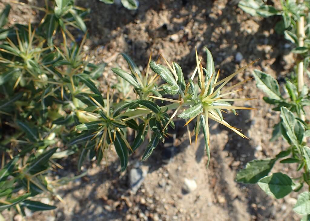 Bathurst Burr, Spiny Cocklebur, Spiny Burweed, Spiny Clotbur, Dagger Cocklebu, Daggerweed, Prickly Burweed, Thorny Burweed