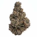 White Truffle Strain