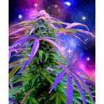 Cosmic Weed Plush Fleece Blanket